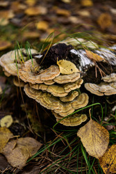 Similar image 22247743