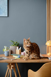 Similar image 22260932