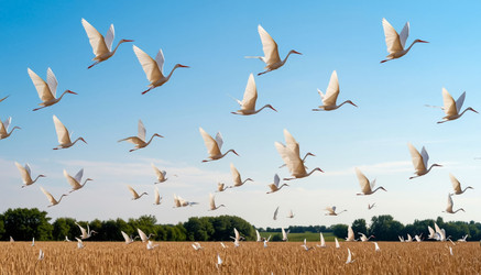 Similar image 22255446