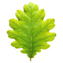 Similar image 22252468