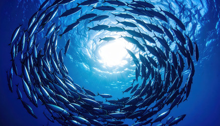 Similar image 22272618