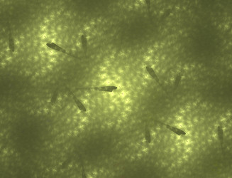 Similar image 22286541