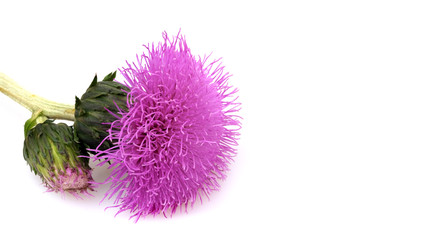 Similar image 22254492