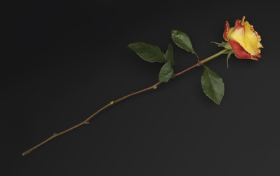 Similar image 22254878