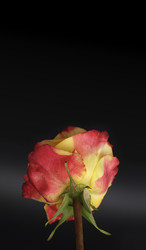 Similar image 22254879