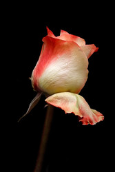 Similar image 22254882