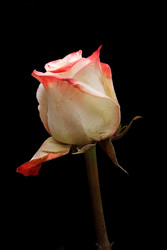 Similar image 22254884