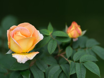 Similar image 22254760