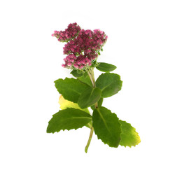 Similar image 22254768