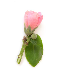 Similar image 22254564