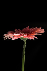 Similar image 22271725