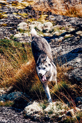 Similar image 22256414