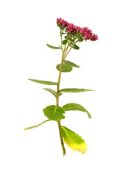 Similar image 22254390