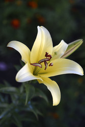 Similar image 22266154