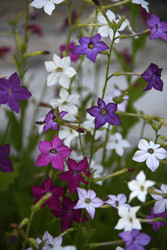 Similar image 22254091