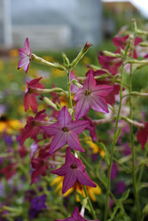 Similar image 22254101