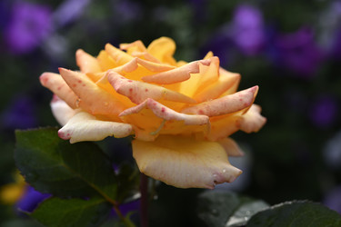 Similar image 22254116