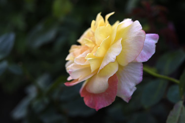 Similar image 22254129