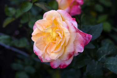 Similar image 22254037