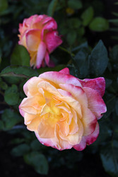 Similar image 22254040