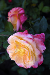 Similar image 22254043