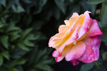 Similar image 22254045