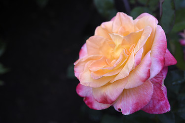 Similar image 22254046