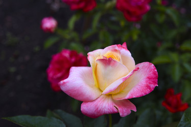 Similar image 22254050