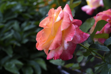 Similar image 22254221