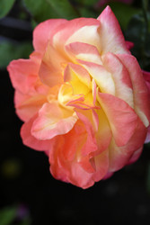 Similar image 22254230