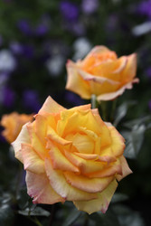 Similar image 22262060