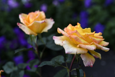 Similar image 22262061