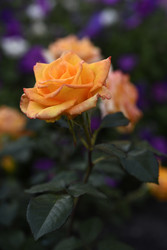 Similar image 22262062