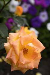 Similar image 22262065