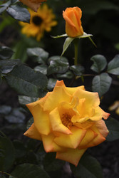 Similar image 22262068