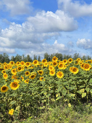 Similar image 22249239