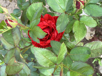 Similar image 22249282