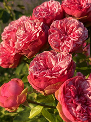 Similar image 22249284