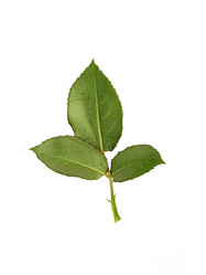 Similar image 22254396