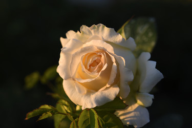 Similar image 22254275