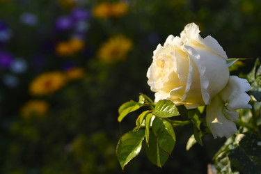 Similar image 22255074