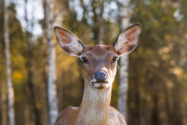 Similar image 22248909