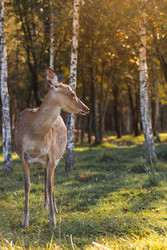 Similar image 22248913