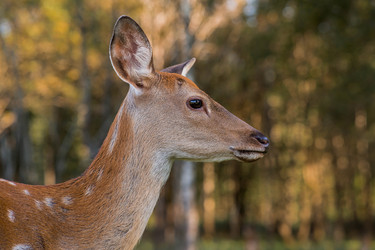 Similar image 22248921