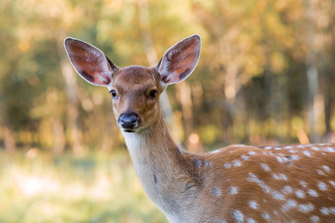 Similar image 22249311