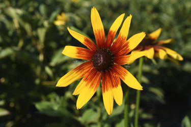 Similar image 22254296