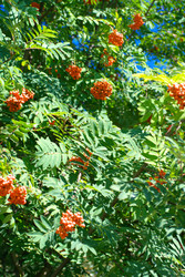 Similar image 22278512