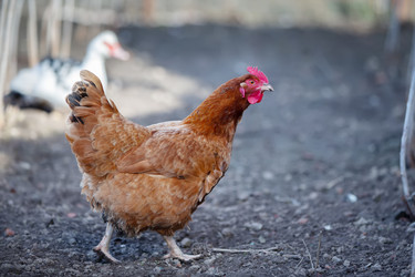 Similar image 22277799