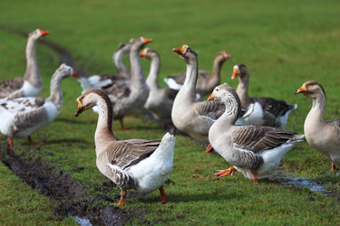 Similar image 22277337