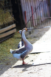 Similar image 22277341